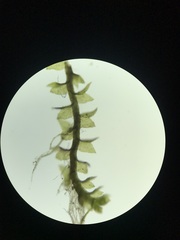 Cephaloziella hampeana
