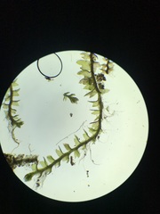 Cephaloziella hampeana