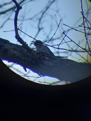 Dryobates villosus villosus