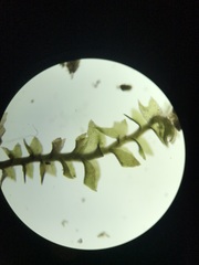 Cephaloziella hampeana
