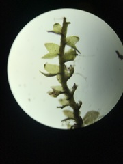 Cephaloziella hampeana