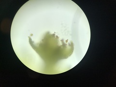 Cephaloziella hampeana