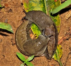 Urocyclus kirkii