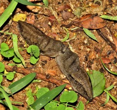 Urocyclus kirkii