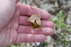 Physalis cinerascens spathulifolia
