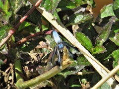 Palpopleura portia
