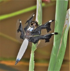 Palpopleura portia