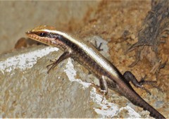 Trachylepis striata