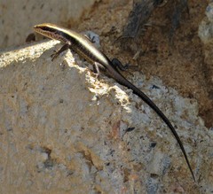 Trachylepis striata