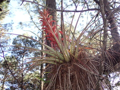 Tillandsia carlos-hankii