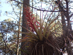 Tillandsia carlos-hankii