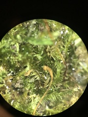 Herzogiella striatella