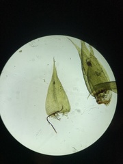 Herzogiella striatella