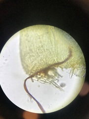 Herzogiella striatella