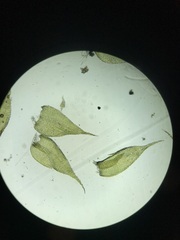 Herzogiella striatella