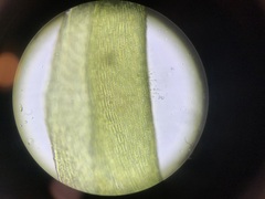 Herzogiella striatella