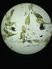 Herzogiella striatella