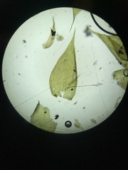 Herzogiella striatella