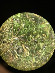 Herzogiella striatella