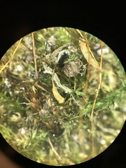 Herzogiella striatella