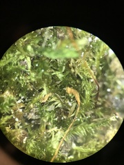 Herzogiella striatella