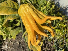 Citrus medica sarcodactylis