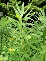 Polygonatum verticillatum