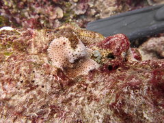 Goniastrea stelligera