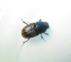 Colobopterus erraticus