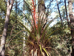 Tillandsia calothyrsus