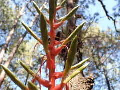 Tillandsia calothyrsus