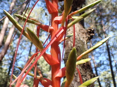 Tillandsia calothyrsus