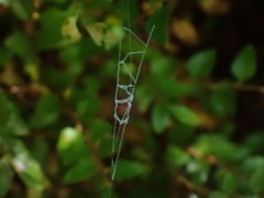 Progradungula otwayensis