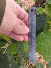 Viburnum × rhytidophylloides