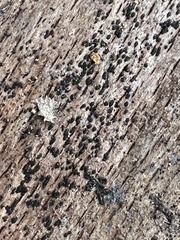 Berkleasmium concinnum