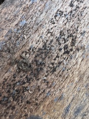 Berkleasmium concinnum