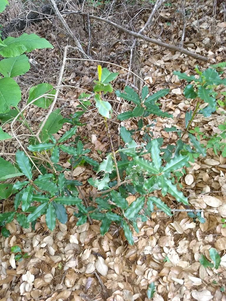 Chinese Photinia (Invasive) (Hot Springs National Park) · iNaturalist