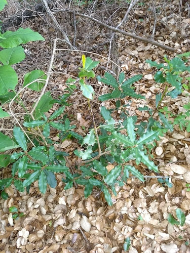 Chinese Photinia (Invasive) (Hot Springs National Park) · iNaturalist