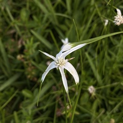 Rhynchospora colorata image