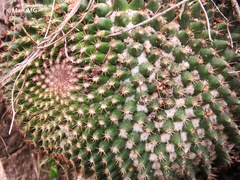 Mammillaria polythele