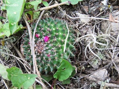 Mammillaria polythele
