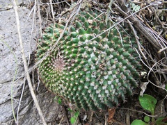 Mammillaria polythele