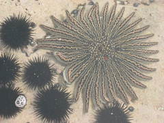 Heliaster helianthus