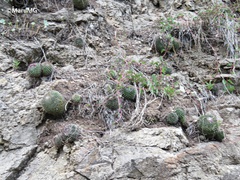 Mammillaria polythele
