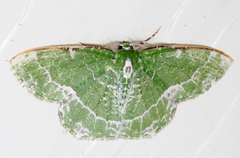Eucyclodes insperata