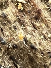 Eupodes