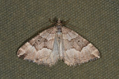 Chrysolarentia cryeropa