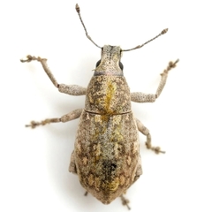 Epicaerus texanus