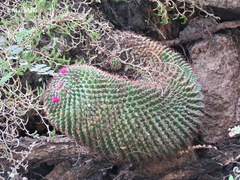 Mammillaria polythele