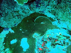 Gardineroseris planulata